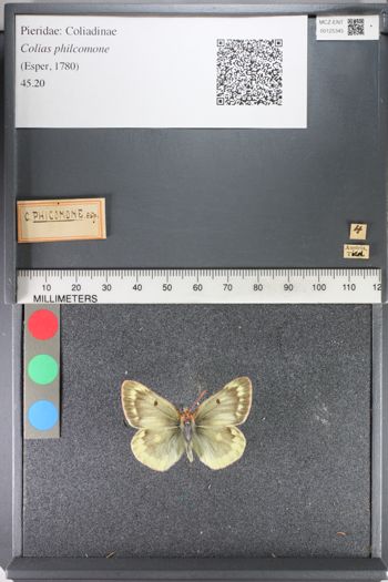 Media type: image;   Entomology 125345